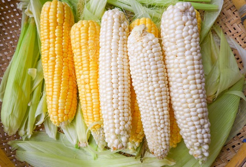 Maize (White & Yellow)