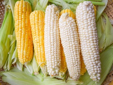 Maize (White & Yellow)