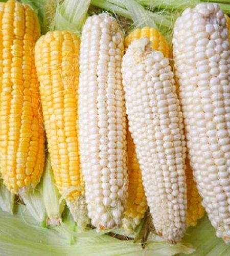 Maize (White & Yellow)